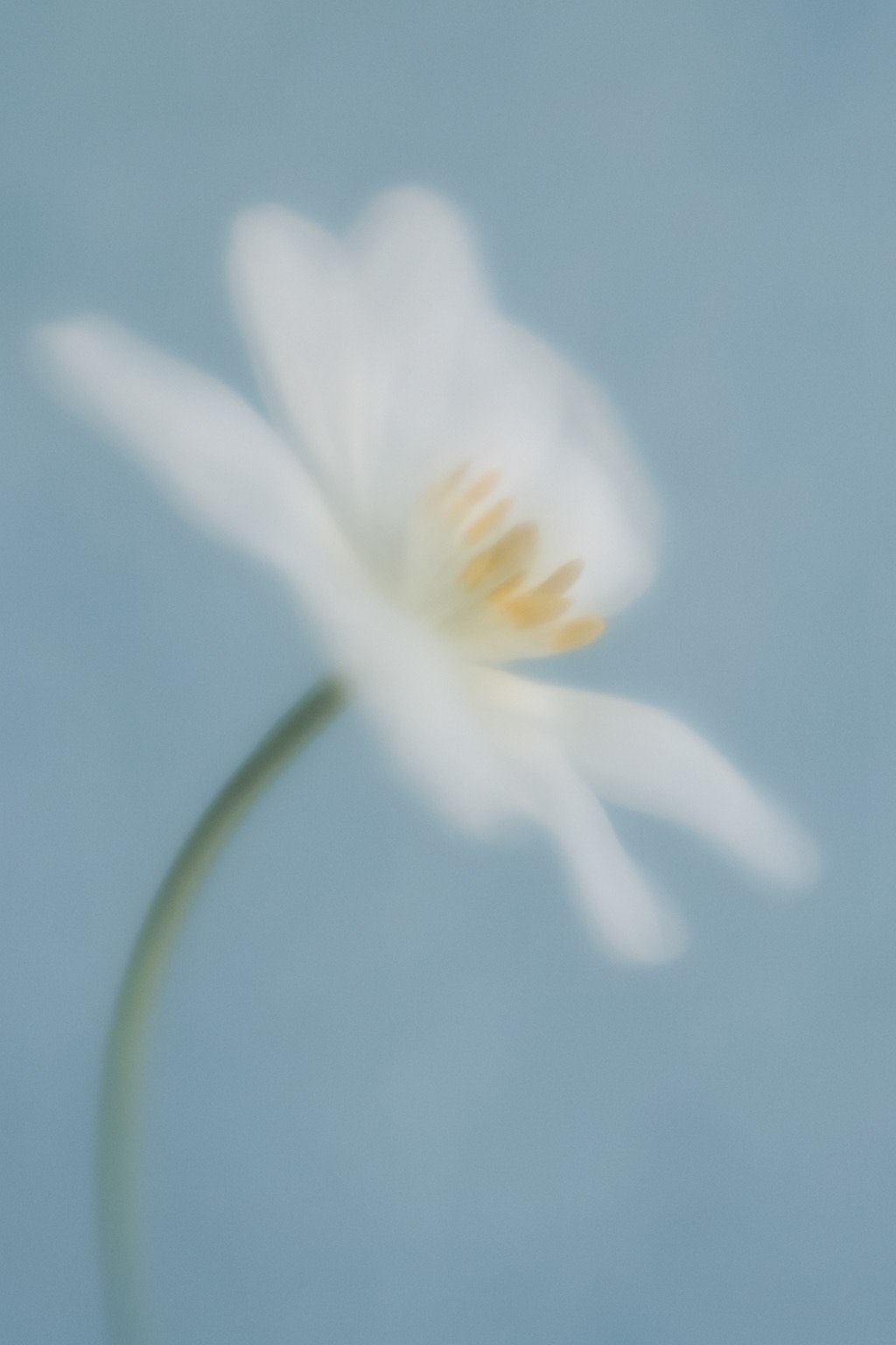 Zarte weiße Blüte vor blauem Hintergrund als Symbol für Heilung, Ruhe und persönliches Wachstum